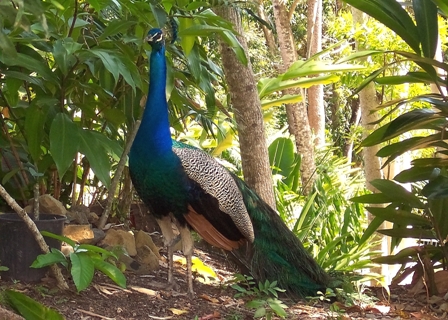 Peacock, Queensland, Australia