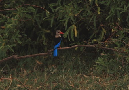 Grey-Headed Kingfisher, Lake Manyara, Tanzania, Africa
