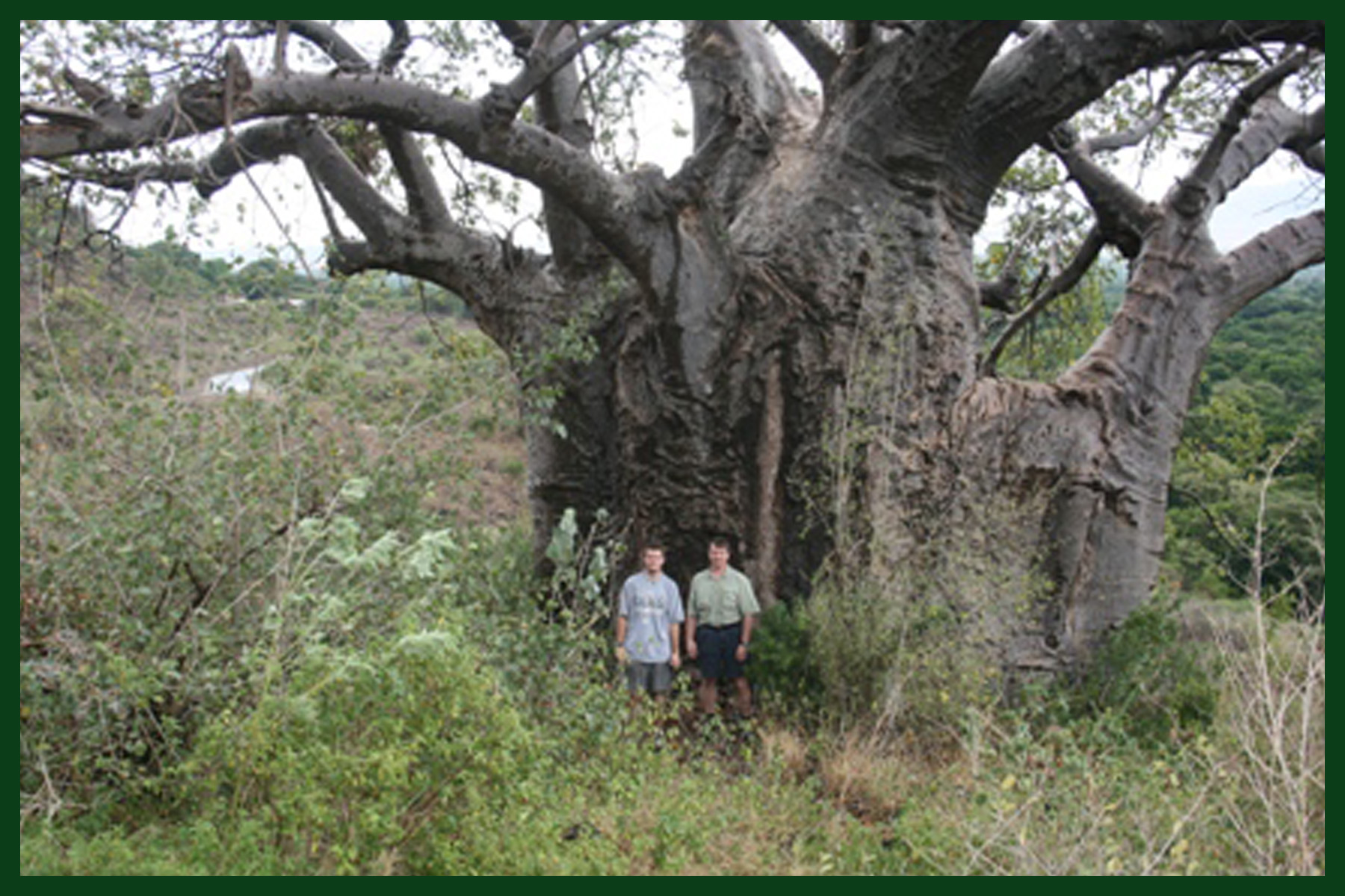 Baobab Tree, Tanzania, Africa