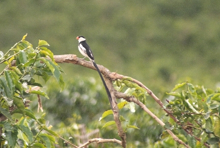 Male Pintail Whydah during breeding season (with extra long tail), Gibbs Coffee Plantation, Tanzania, Africa