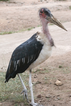 Marabou Stork, Serengeti, Tanzania