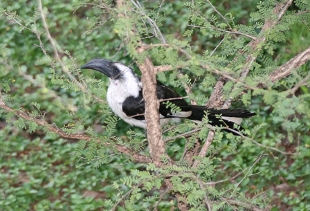 Hornbill, Serengeti, Tanzania, Africa
