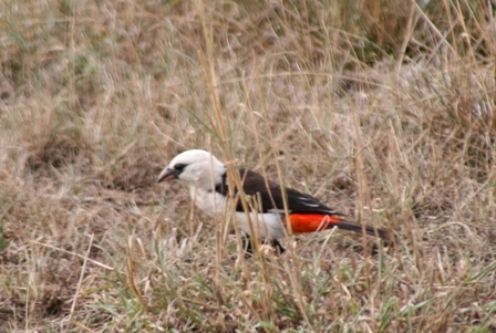 Unknown, Serengeti, Tanzania, Africa