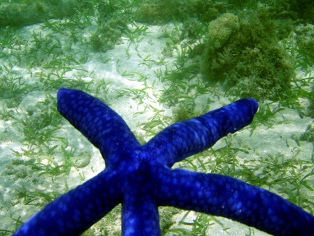 Green Island Starfish near Cairns, Australia
