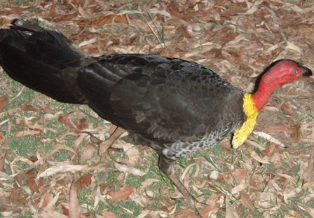 Bush Turkey, Australia