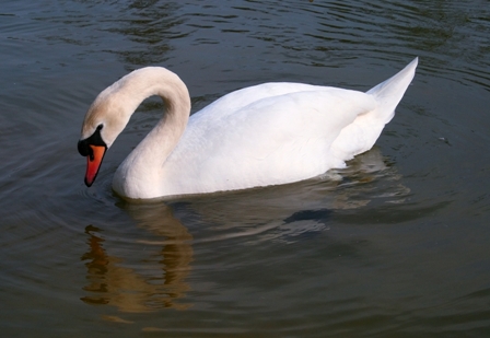 Swan, Lake Daumesnil, Paris, France