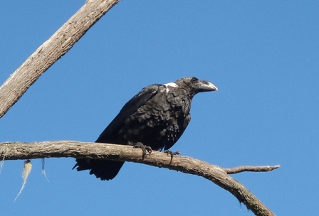 White-necked Raven, Mt. Kilimanjaro, Tanzania, Africa