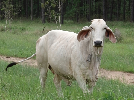 Australian Cow