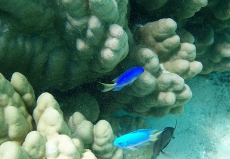 Reef Fish, Moorea, French Polynesia