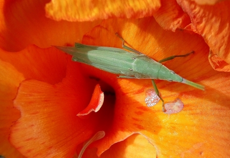Bug in a Flower, Australia