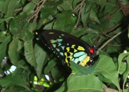 Bird-Winged Butterfly, Queensland, Australia
