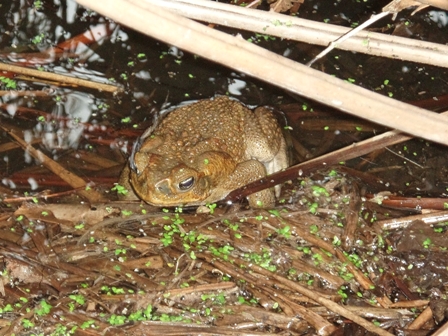 Cane Toad, Australia