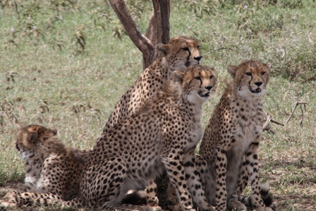 Cheetah mother and four juveniles, Serengeti