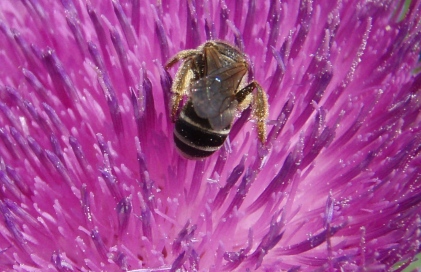 Bee in a clover flower, Wisconsin