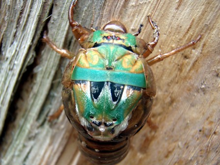 Beetle, Daintree, Australia