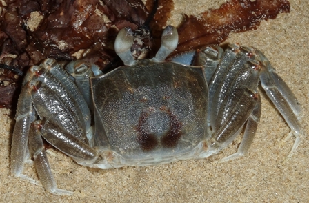 Crab, Australia