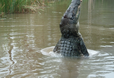 Crocodile, Australia
