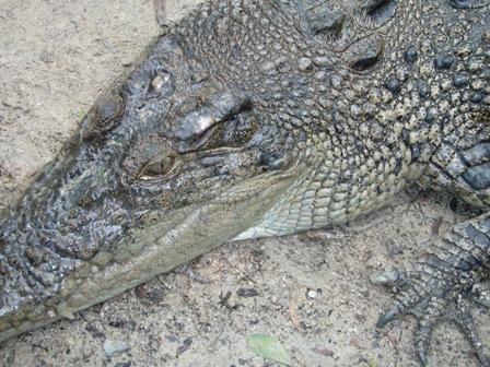 Crocodile Close-up