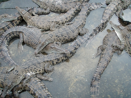 Crocodile Pit