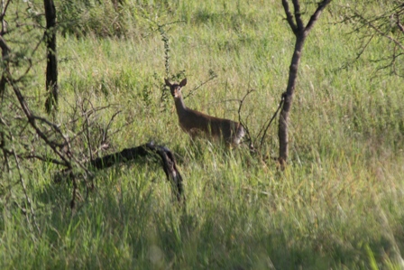 Dik-Dik, Serengeti, Tanzania, Africa