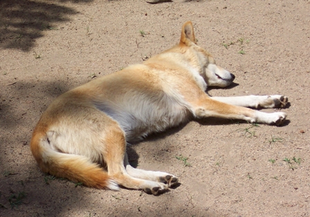Dingo taking a nap, Australia Zoo, Beerwah, Queensland