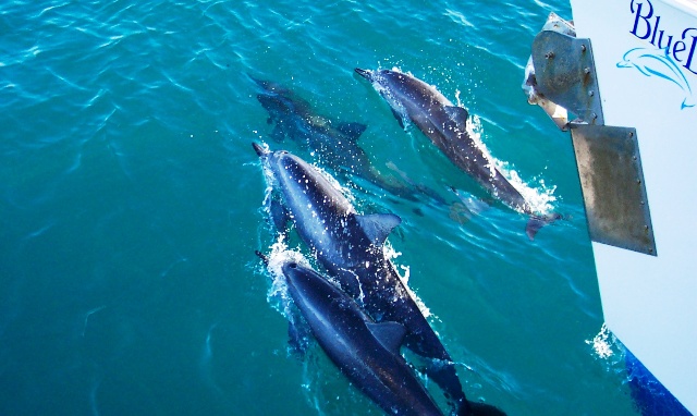 Spinner Dolphins off Hawaiin Coast