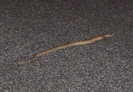 Eastern Brown Snake, (2nd Deadliest Snake in the World), Queensland, Australia