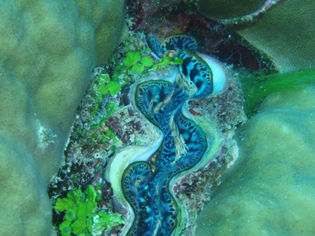 Giant Clam, Great Barrier Reef, Australia