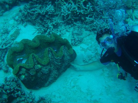 Giant Clam, Great Barrier Reef, Australia