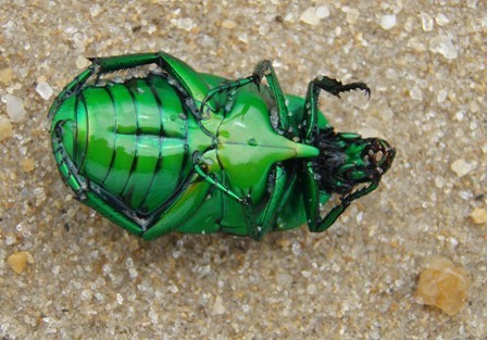 Beetle, Australian Beach