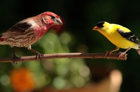 Purple and Gold Finches