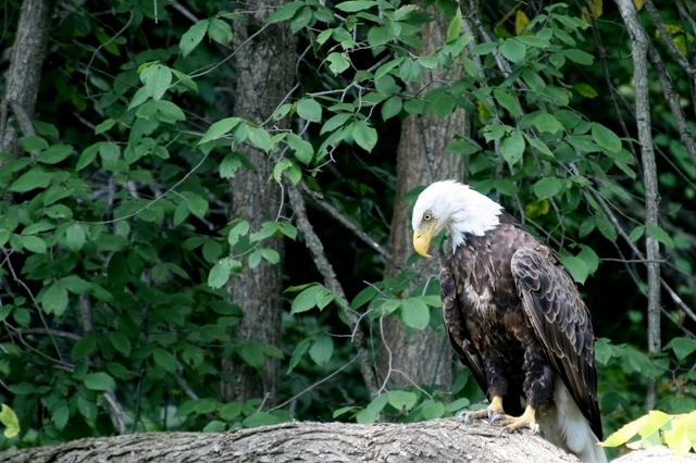 Mature Bald Eagle 