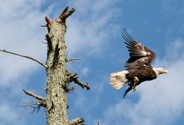 Bald Eagle taking off - Flambeau River