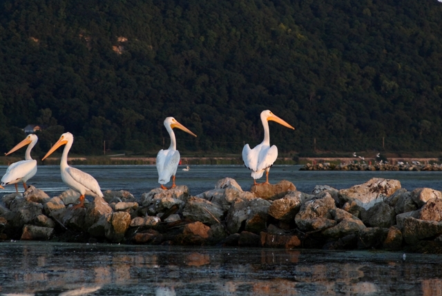 Pelicans on the Mississippi River