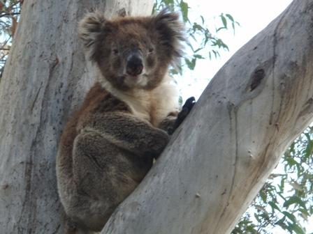 Koala, Near Adelaide, Australia