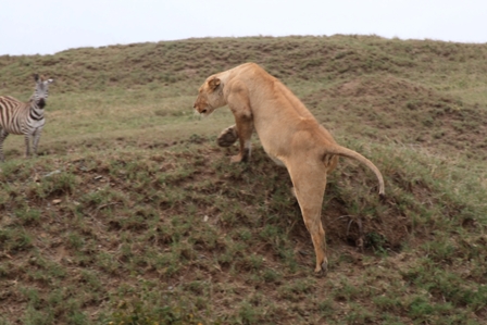 Lioness deciding if she's really hungry, Serengeti
