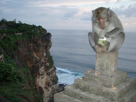 Macaque, Bali, Indonesia