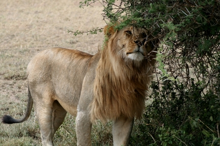 Male Lion scratching himself on an Acacia Tree, Serengeti