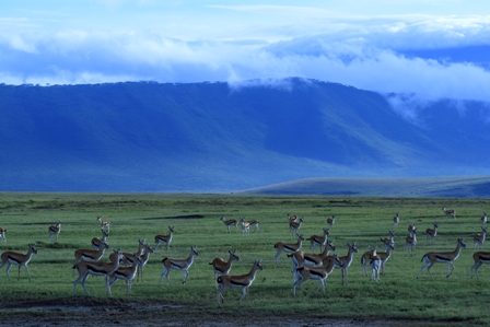 Gazelles, Ngorongoro Crater, Tanzania