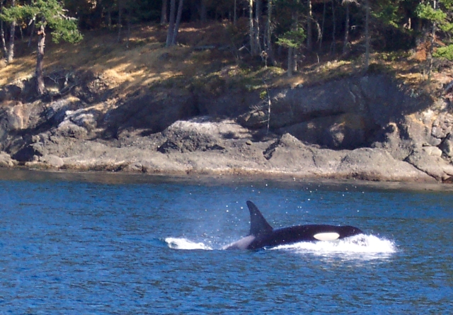 Orca (Killer Whale), Stuart Island, Washington