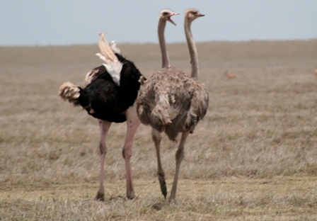 Male Ostrich telling the female who is boss, but she doesn't want to hear it! Serengeti, Tanzania