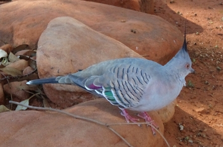 Unknown Outback Bird, Australian Outback