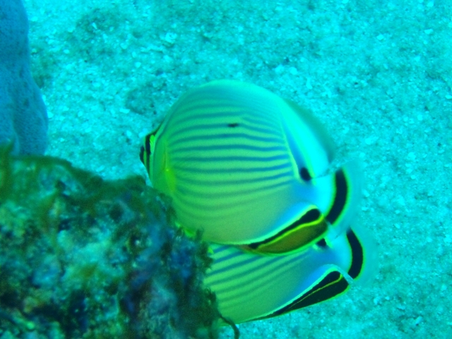 Reef fish - Great Barrier Reef, Australia