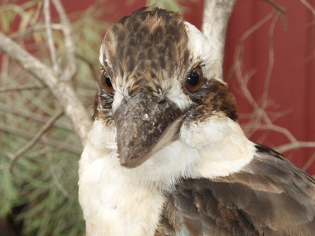 Kookaburra, Undara, Queensland, Australia