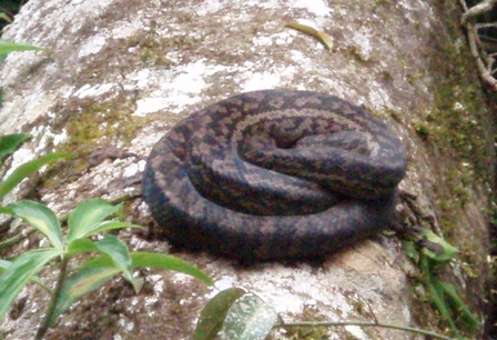 Amethyst Python, Australia
