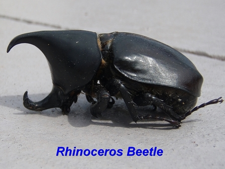 Rhinoceros Beetle, Cairns, Australia