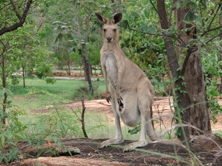 Female Kangaroo with Joey in pouch, Undara,  Australia