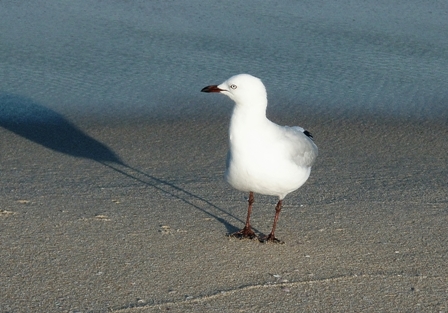 Seagull, Scarborough Beach, Perth, Australia