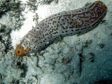 Sea Cucumber, Great Barrier Reef, Australia