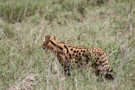 Serval Cat, Serengeti